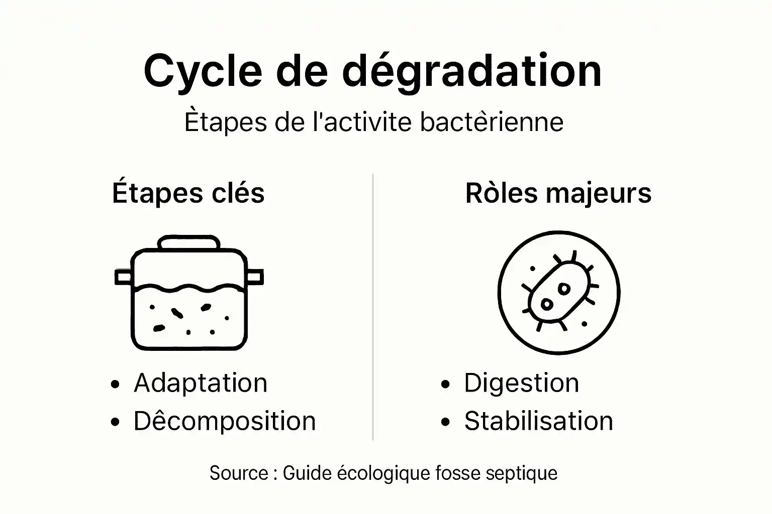 Schéma illustrant les différentes étapes de la décomposition bactérienne